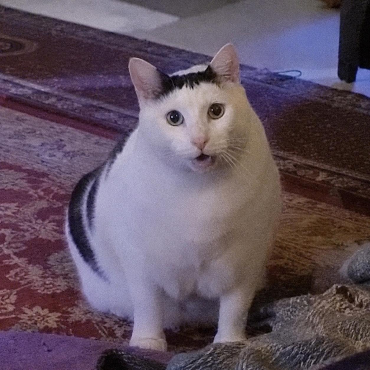 Bender, the confused huh cat