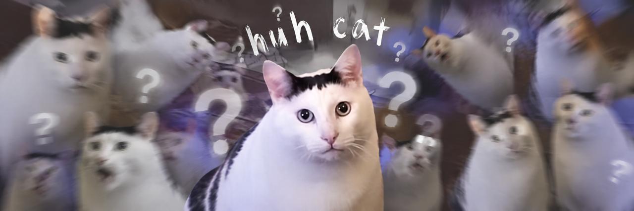 A wall of huh cats, all equally confused